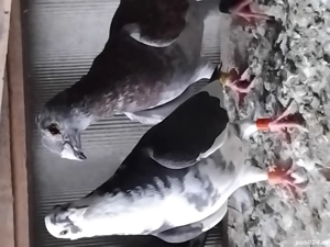 Porumbei Voiajori - imagine 3