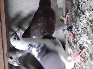 Porumbei Voiajori - imagine 2