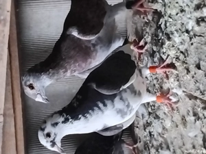 Porumbei Voiajori - imagine 4