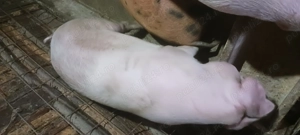 Porci pentru sacrificat 