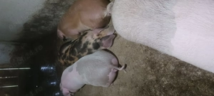 Porci pentru sacrificat  - imagine 2