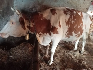 Vând vaci gestante  - imagine 2