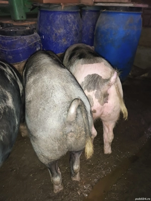 porci de carne  - imagine 3