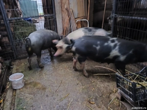 porci de carne  - imagine 2