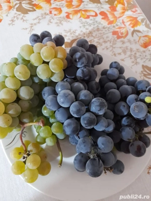 Struguri pt vin