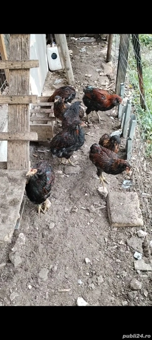 Cocosii Araucana de anul acesta scoși la sfîrsitul lui martie cu favoriții și fără - imagine 2