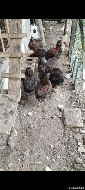 Cocosii Araucana de anul acesta scoși la sfîrsitul lui martie cu favoriții și fără - imagine 3