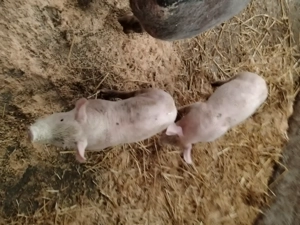 Vând purcei de 6 săptămâni rasa Petran belgian 