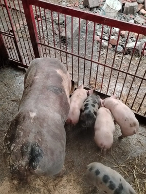 Îs căuta casa nou purcei de 6 săptămâni rasa Petran belgian  - imagine 2