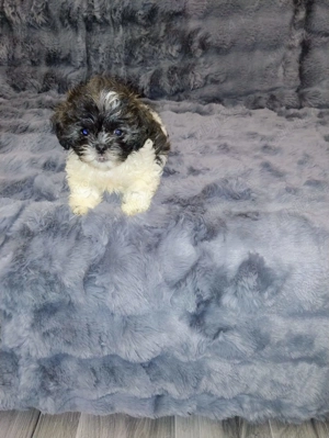 ShihTzu,cautam casuta