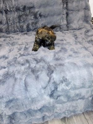 ShihTzu,cautam casuta - imagine 2 ShihTzu,cautam casuta - imagine 2