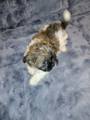 ShihTzu,cautam casuta - imagine 4 ShihTzu,cautam casuta - imagine 4