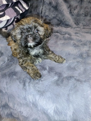 ShihTzu,cautam casuta - imagine 3 ShihTzu,cautam casuta - imagine 3