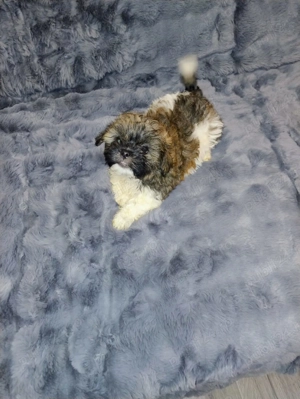 ShihTzu,cautam casuta - imagine 5 ShihTzu,cautam casuta - imagine 5