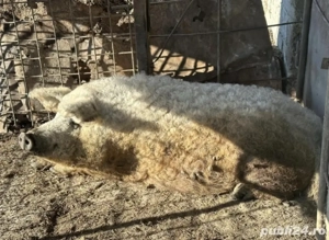 Porci Mangalita Blond Original - imagine 2 Porci Mangalita Blond Original - imagine 2