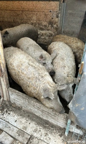 Porci Mangalita Blond Original - imagine 1 Porci Mangalita Blond Original - imagine 1