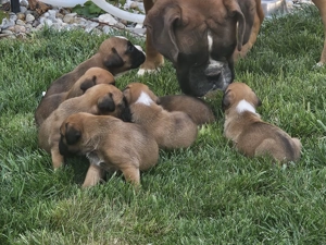 In cautarea unui nou camin