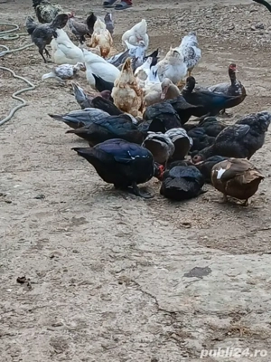 Rațe lesesti  - imagine 2 Rațe lesesti  - imagine 2