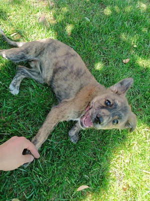 Donez cățel 8 luni