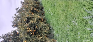 Oameni pentru portocale si mandarine Grecia - imagine 2