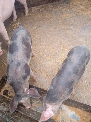 Purcei de vânzare  - imagine 3