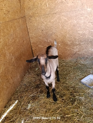 Vind două capre de rasă și două normale  - imagine 2 Vind două capre de rasă și două normale  - imagine 2