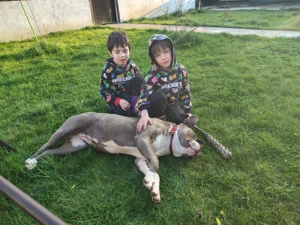 Donez American bully - imagine 3 Donez American bully - imagine 3