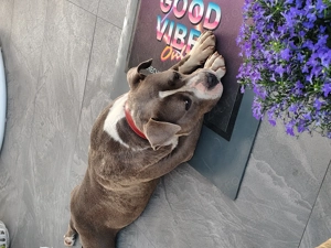 Donez American bully - imagine 2 Donez American bully - imagine 2