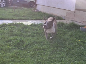 Donez American bully