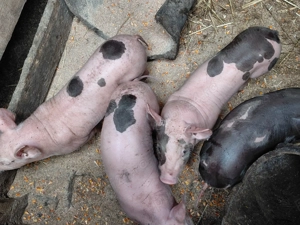 Purcei de vanzare  - imagine 2 Purcei de vanzare  - imagine 2