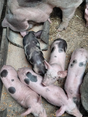 Purcei de vanzare  - imagine 3 Purcei de vanzare  - imagine 3