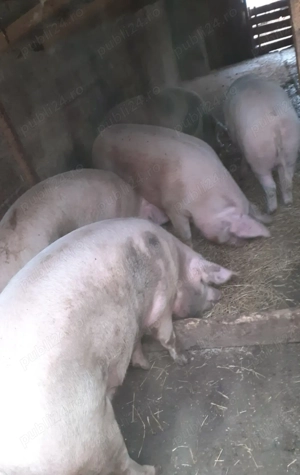 Purcei de vanzare  - imagine 4 Purcei de vanzare  - imagine 4