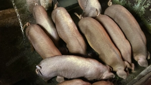 Purcei Duroc 16 săptămâni  3 bucăți disponibile 