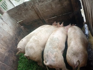 Porci pentru craciun - imagine 2