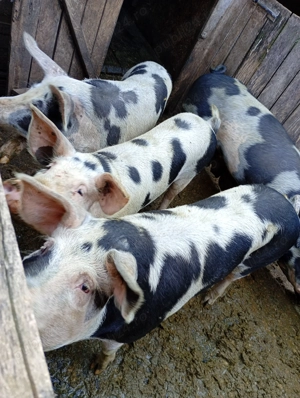 Porci pentru craciun