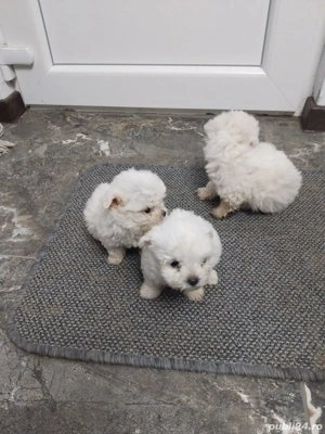 catei bichon - imagine 2 catei bichon - imagine 2