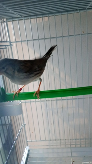 Păsări de companie ,canari - imagine 3