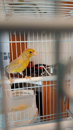 Păsări de companie ,canari - imagine 4