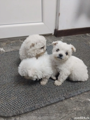 catei bichon - imagine 4 catei bichon - imagine 4