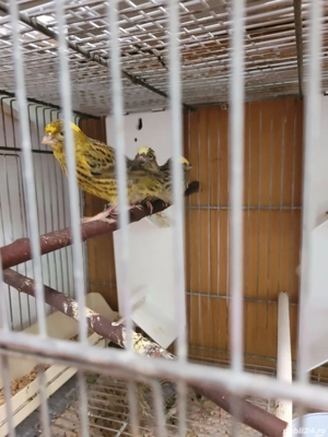 Păsări de companie ,canari - imagine 2