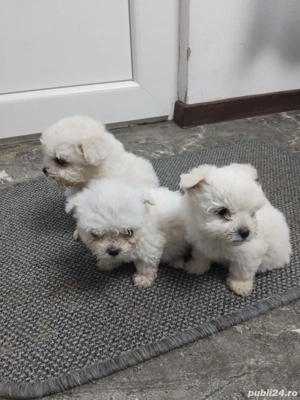 catei bichon - imagine 3 catei bichon - imagine 3