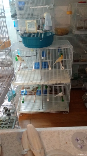 Păsări de companie ,canari - imagine 5