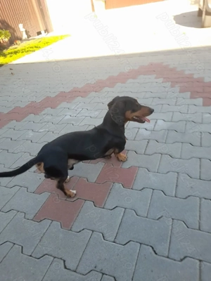 Vând familie de Teckel cu păr scurt cu carnete de sănătate!