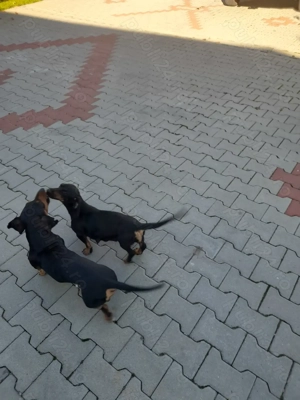 Vând familie de Teckel cu păr scurt cu carnete de sănătate! - imagine 2