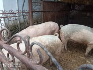 Porci de vanzare - imagine 3