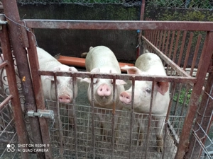 Porci de vanzare - imagine 2