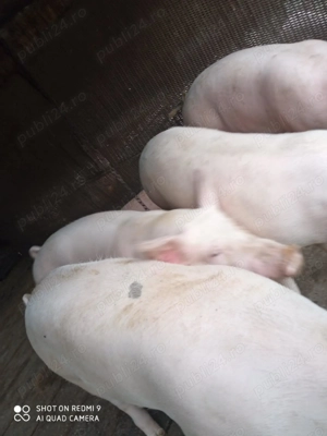 Porci de vanzare - imagine 4