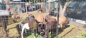 Vind oi de carne - imagine 4