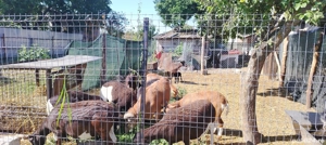 Vind oi de carne - imagine 2