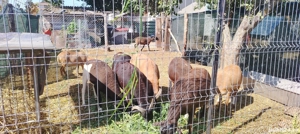 Vind oi de carne - imagine 3